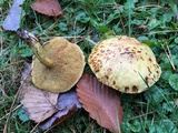 Suillus americanus image