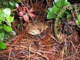 Suillus fuscotomentosus image