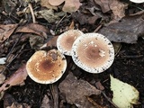 Echinoderma asperum image