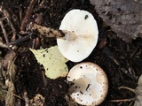 Echinoderma asperum image