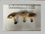 Echinoderma asperum image