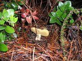 Suillus fuscotomentosus image