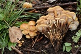 Flammulina populicola image