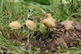 Psilocybe mescaleroensis image