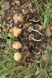 Psilocybe mescaleroensis image
