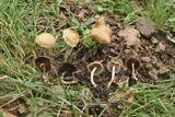 Psilocybe mescaleroensis image