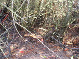 Suillus fuscotomentosus image