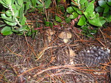 Suillus fuscotomentosus image