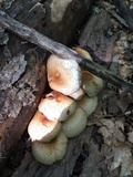 Pholiota squarrosoides image
