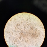 Pholiota squarrosoides image