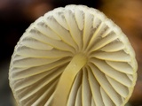 Mycena chloranthoides image