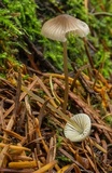 Mycena chloranthoides image