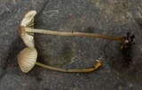 Mycena chloranthoides image