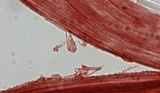 Mycena chloranthoides image