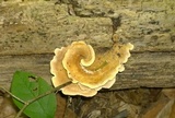 Steccherinum subrawakense image