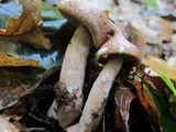 Lactarius vinaceorufescens image