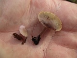 Baeospora myriadophylla image