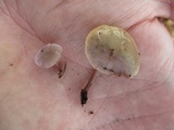 Baeospora myriadophylla image