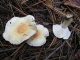 Hygrophorus flavodiscus image