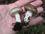 Hygrophorus fuligineus image