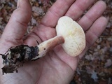 Lactarius vinaceorufescens image