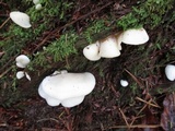 Pleurocybella porrigens image