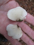 Pleurocybella porrigens image