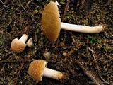 Psathyrella artemisiae var. artemisiae image