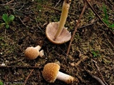 Psathyrella artemisiae var. artemisiae image