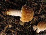 Psathyrella artemisiae var. artemisiae image