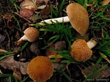 Psathyrella artemisiae var. artemisiae image