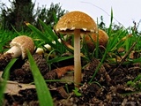 Psathyrella artemisiae var. artemisiae image