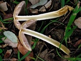 Psathyrella artemisiae var. artemisiae image