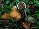Psathyrella artemisiae var. artemisiae image