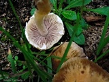 Psathyrella artemisiae var. artemisiae image