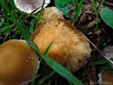 Psathyrella artemisiae var. artemisiae image