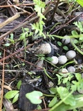 Cyathus olla image