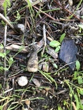 Cyathus olla image