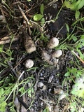 Cyathus olla image