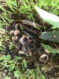 Cyathus olla image