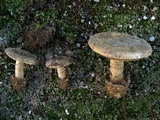 Amanita curtipes image