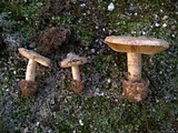 Amanita curtipes image