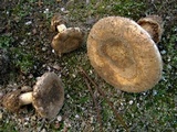 Amanita curtipes image