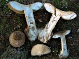 Amanita curtipes image