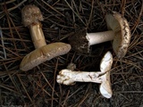 Amanita curtipes image