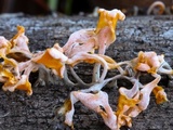 Dacryopinax spathularia image