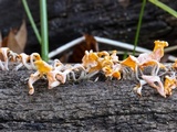 Dacryopinax spathularia image
