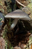 Pluteus pouzarianus image