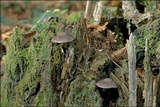 Pluteus pouzarianus image