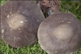 Pluteus pouzarianus image